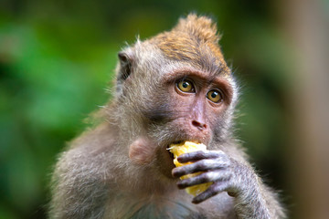 Close-up portrait of a macaque with a mouth full, eating a banana. Cute monkeys lives in Ubud Monkey Forest, Bali, Indonesia.
