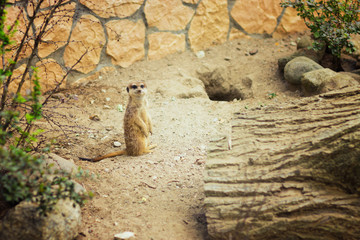 Meerkat looking in the lens in ZOO © David0712