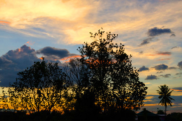 Tree branches under sunset,Thailand