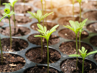 Sprout seeds of marigolds are grown.
