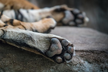 Tiger foot