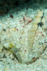 spotted shrimpgoby with alpheid shrimp on a sandy bottom