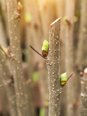 Twigs of the mulberry trees are growing.