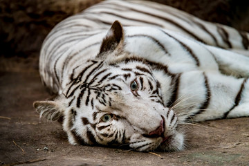 Plakat White tiger
