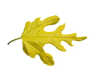Yellow mulberry leaf