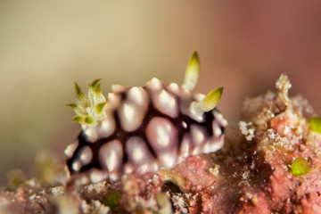 juvenile nudibranch goniobranchus geometricus