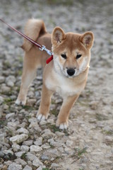 shiba inu