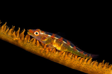 wire coral goby