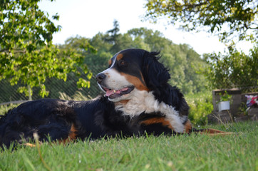 Bernese Mountain Dog in garden