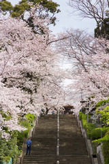 Fototapeta premium 池上本門寺 此経難持坂