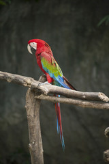 Macaw / macaw red green blue white