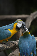 Macaw / macaw blue yellow green white