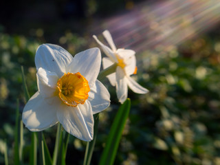 Two Flowers, Sunbeam, Solar Flare