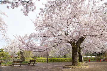 Obraz premium 洗足池公園