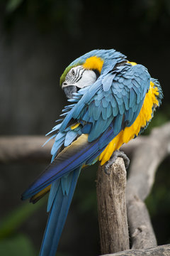 Macaw / macaw blue yellow green white