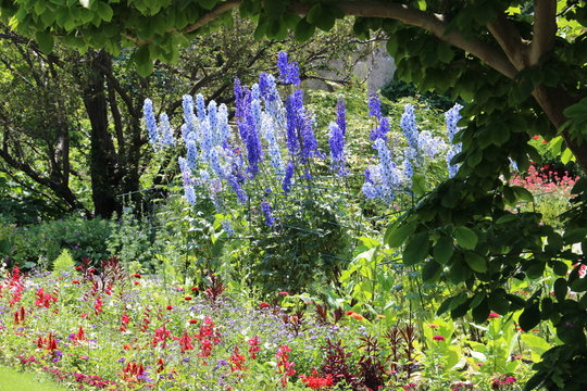 blauer Rittersporn im Botanischen Garten München