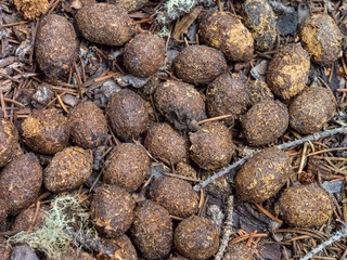 Close Up Moose Poop Pellets