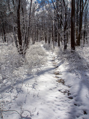 Trail Through Woods in Winter, Trail Thawing
