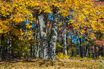Golden Autumn Sunshine
