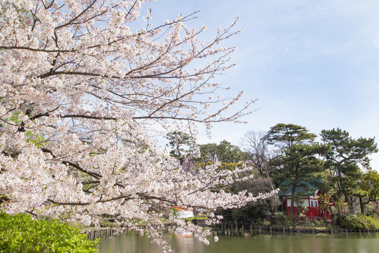 108 Best 洗足池公園 Images Stock Photos Vectors Adobe Stock