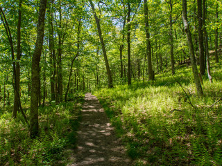 Fototapeta na wymiar Trail Through Forest, Green Foliage, Bright Sunlight