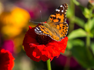 Painted Lady Butterfly on Red Flower