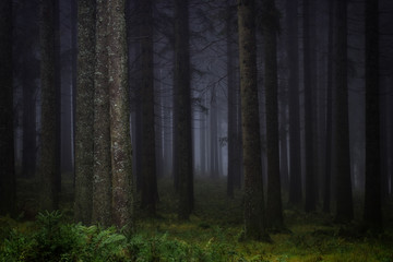 Dark, misty forest in southern Germany at late autumn. Background, illustration concept.