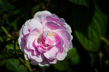 Pink rose