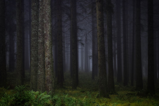 Fototapeta Dark, misty forest in southern Germany at late autumn. Background, illustration concept.