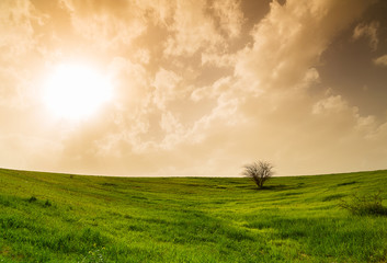 field with green grass and tree