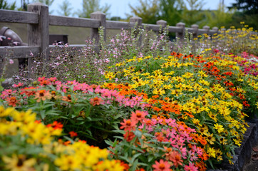Planting flowers in the garden