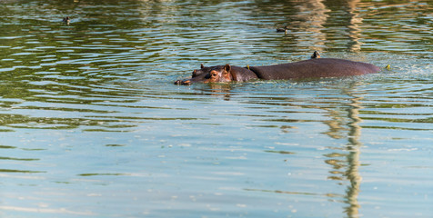 Fototapeta premium hippos in the water