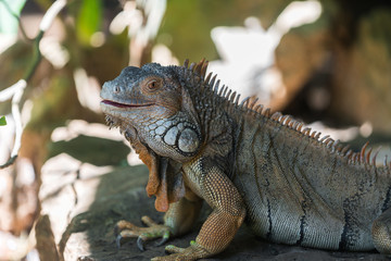 Fototapeta premium large iguana lizard