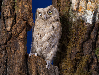 owl
