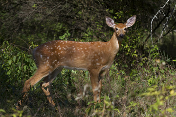 White-tailed deer fawn at the edge of a forest in Canada