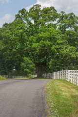 Country road with white wooden fence.