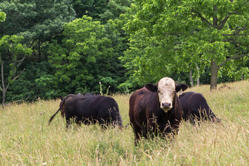 Fototapeta premium Black white faced cow .