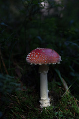 Red mushroom with white spots .