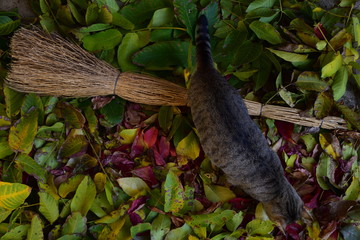  cat on a pile of fallen leaves in autumn colors  swept away with a broom made of branches