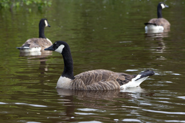 Canadian geese swimming.