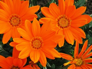 Fototapeta premium lower