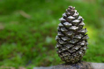 Pine cone closeup partly opened.