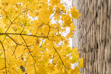 Yellow maple leaves.