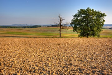 Landschaft mit Acker im Herbst