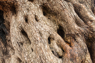 Wood background