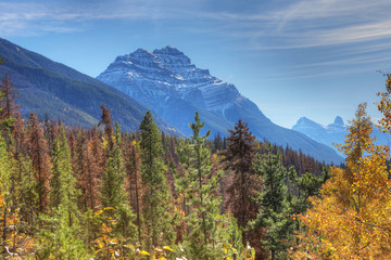 Rocky Mountains with trees in foreground