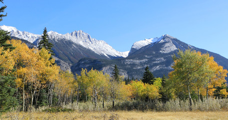 View of Rocky Mountain with golden aspens