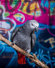 African Grey Parrot against wall with graffitti
