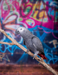 Obraz premium African Grey Parrot against wall with graffitti