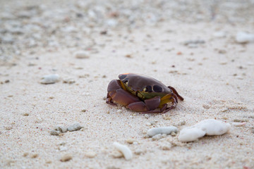 Crab on a beach